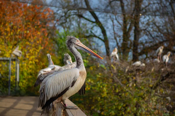 Schöner Großer Pelikan Zoo Prag Hochwertiges Foto — Stockfoto