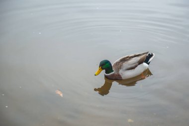 Güzel bir ördek nehirde yüzüyor. Yüksek kalite fotoğraf