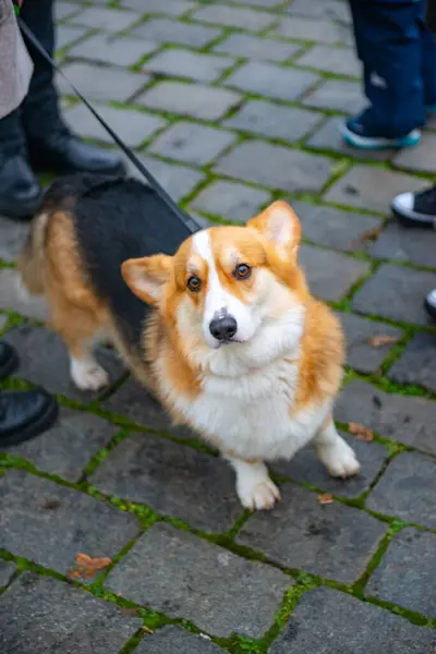 Собака Корги Гуляет Улице Высокое Качество Фото — стоковое фото