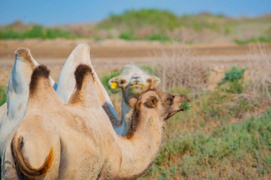 Bozkırda iki Bactrian devesi yan yana duruyor. Yüksek kalite fotoğraf
