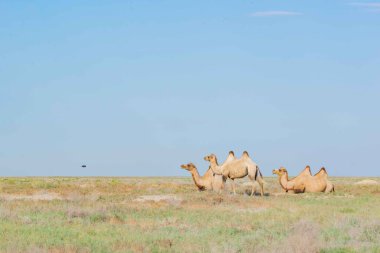 Uçan bir dronu izleyen birkaç deve. Yüksek kalite fotoğraf
