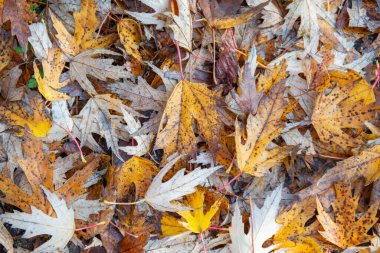 Sonbaharda parkta akçaağaç yaprağı halısı. Yüksek kalite fotoğraf