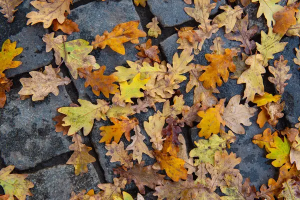Sonbaharda kaldırım taşlarının üzerinde meşe yaprağı halısı. Yüksek kalite fotoğraf