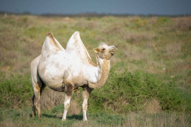 Yalnız bir deve bozkırda yürüyor. Yüksek kalite fotoğraf