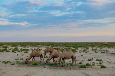 Kazakistan bozkırında otlayan bir deve sürüsü. Yüksek kalite fotoğraf