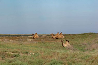 Kazakistan bozkırında birkaç deve yatar. Yüksek kalite fotoğraf