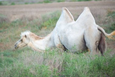 Yalnız beyaz bir deve bozkırda yürüyor. Yüksek kalite fotoğraf