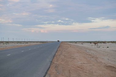 Kazakistan 'da çöl yolu ve bulutlu gökyüzü. Yüksek kalite fotoğraf