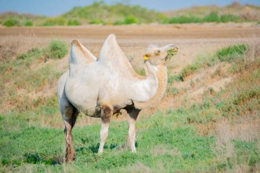 Bozkırda yürüyen ve ot yiyen zarif bir beyaz deve. Yüksek kalite fotoğraf