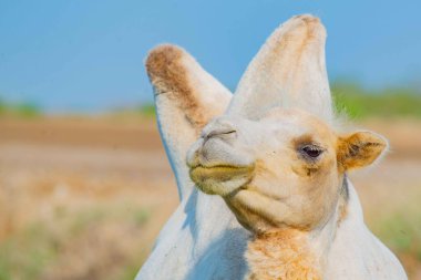 Kazakistan 'ın bozkırlarında beyaz develerin ağızlık takması. Yüksek kalite fotoğraf