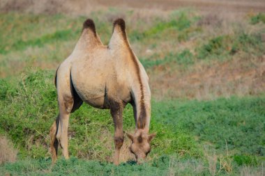 Yeşil bozkırda kahverengi bir deve yürüyor. Yüksek kalite fotoğraf