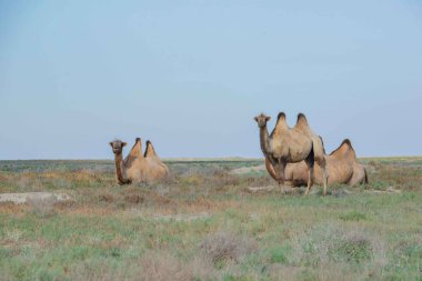 Bozkırda üç deve otluyor. Yüksek kalite fotoğraf