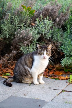 İstanbul 'da kedi. Yüksek kalite fotoğraf