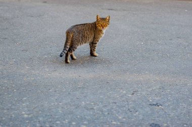 Tekir gri kedi şehirde dolaşıyor. Yüksek kalite fotoğraf