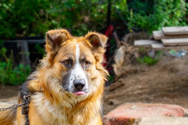 Zincirde oturan güzel bahçe köpeği. Yüksek kalite fotoğraf