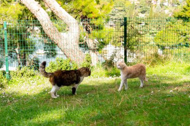 İstanbul 'da iki kedi dövüşmeye hazırlanıyor. Yüksek kalite fotoğraf