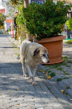 İstanbul 'da büyük beyaz bir köpek Ilets' te yürüyor. Yüksek kalite fotoğraf
