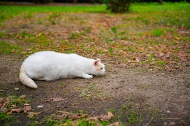 İstanbul 'da kedi. Yüksek kalite fotoğraf