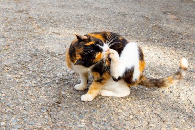 Kaldırımda oturan üç renkli güzel kedi. Yüksek kalite fotoğraf