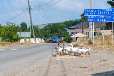 Georgia 'da bir sürü kaz yol boyunca yürüyor. Yüksek kalite fotoğraf
