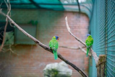 Hayvanat bahçesindeki kafeste güzel renkli papağanlar. Yüksek kalite fotoğraf