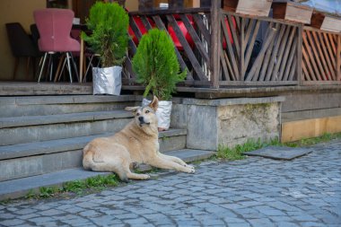 Mestia 'da merdivenlerde yatan kocaman bej bir köpek. Yüksek kalite fotoğraf