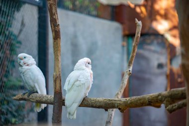 Bakü Zooloji Parkı 'ndaki güzel bufalo papağanları. Yüksek kalite fotoğraf