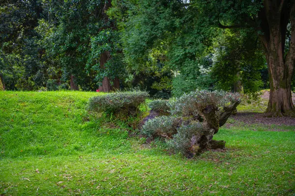 Shekvetili Dendroloji Parkı 'ndaki güzel yeşil manzara. Yüksek kalite fotoğraf