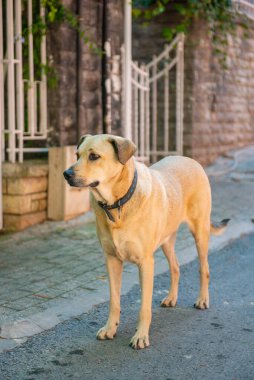 İstanbul 'da tasmalı büyük bej bir köpek. Yüksek kalite fotoğraf