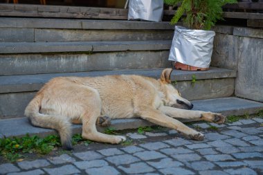 Mestia 'da merdivenlerde yatan kocaman bej bir köpek. Yüksek kalite fotoğraf