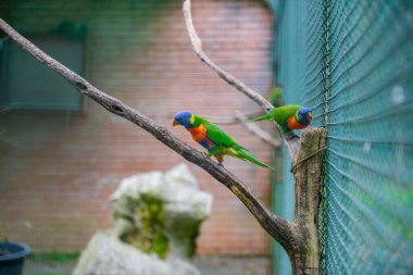 Hayvanat bahçesindeki kafeste güzel renkli papağanlar. Yüksek kalite fotoğraf
