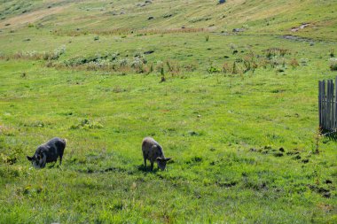 Georgia 'da birkaç benekli domuz çayırda otluyor. Yüksek kalite fotoğraf