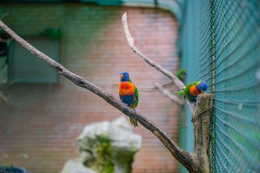 Hayvanat bahçesindeki kafeste güzel renkli papağanlar. Yüksek kalite fotoğraf