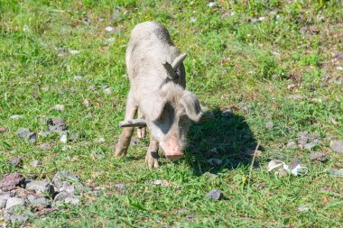 Georgia 'da tasmalı koca bir domuz çimlerin üzerinde yürüyor. Yüksek kalite fotoğraf