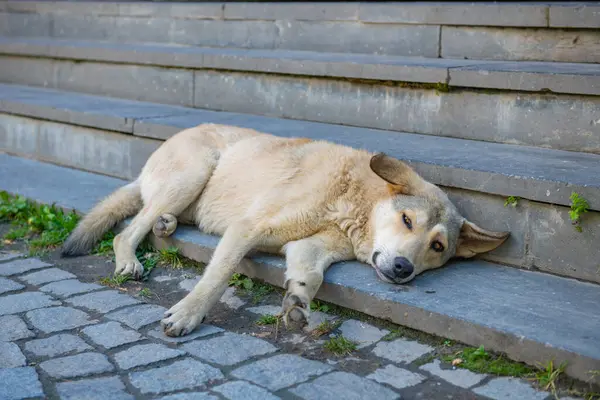 Mestia 'da merdivenlerde yatan kocaman bej bir köpek. Yüksek kalite fotoğraf