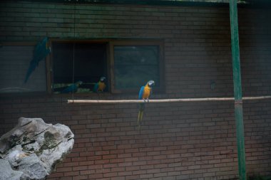 Hayvanat bahçesindeki kafeste güzel renkli papağanlar. Yüksek kalite fotoğraf