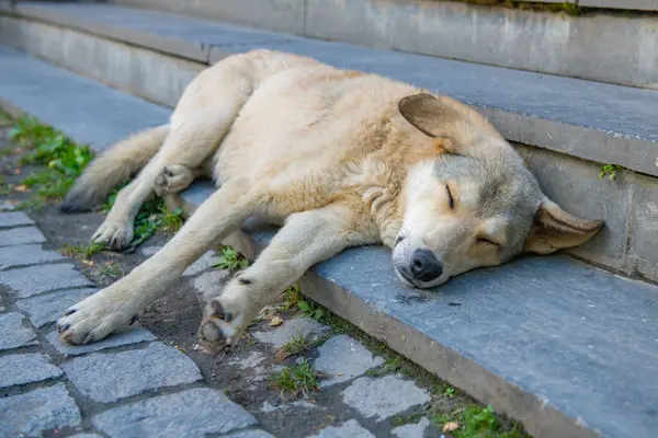 Mestia 'da merdivenlerde yatan kocaman bej bir köpek. Yüksek kalite fotoğraf