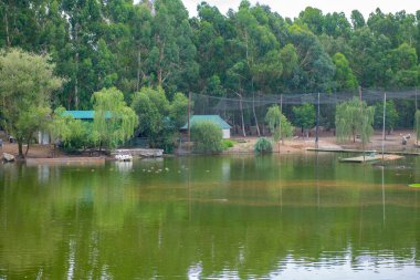 Shekvetili Dendroloji Parkı 'nda büyük temiz bir göl. Yüksek kalite fotoğraf