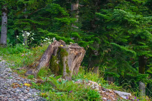 Shekvetili Dendroloji Parkı 'ndaki ağaç kütüğü. Yüksek kalite fotoğraf