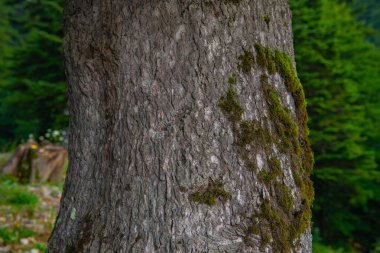 Shekvetili Dendroloji Parkı 'nda yosunlu ağaç. Yüksek kalite fotoğraf