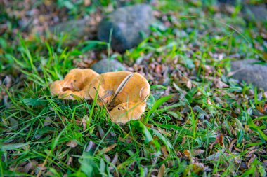 Açıklıkta yetişen iki büyük portakal mantarı. Yüksek kalite fotoğraf