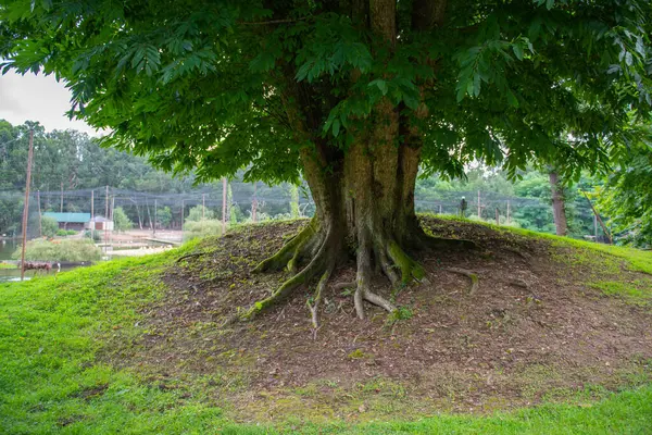 Shekvetili Dendroloji Parkı 'nda kocaman gövdesi olan büyük egzotik bir ağaç. Yüksek kalite fotoğraf