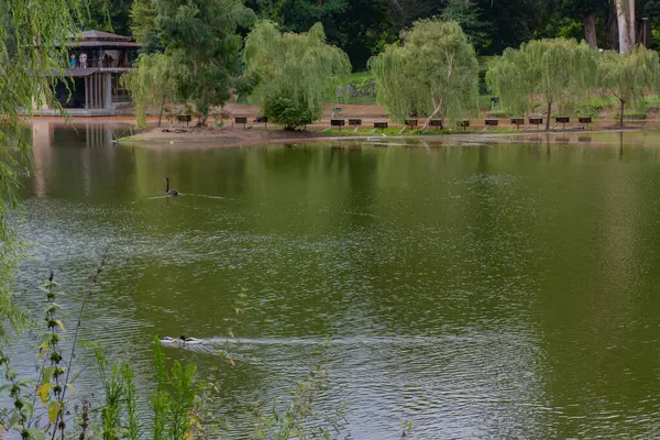 Shekvetili Dendroloji Parkı 'nda çok güzel bir göl. Yüksek kalite fotoğraf