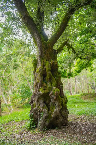 Shekvetili Dendroloji Parkı 'nda kocaman gövdesi olan büyük egzotik bir ağaç. Yüksek kalite fotoğraf