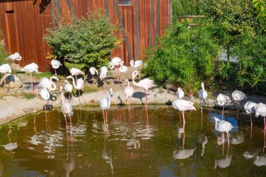 Buffalo flamingo 'dan Bakü Zooloji Parkı' na. Yüksek kalite fotoğraf
