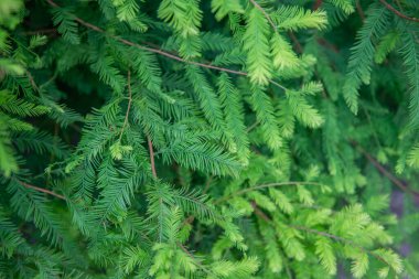 Suladıktan sonra yazın sulu ladin dalları. Yüksek kalite fotoğraf