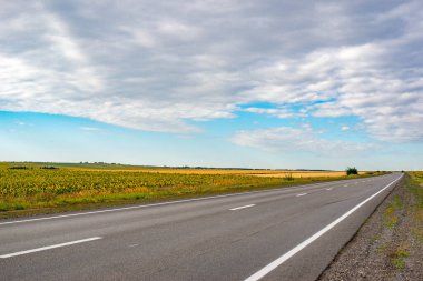 Güzel yol ve tarlalar yeşil ve sarı. Yüksek kalite fotoğraf