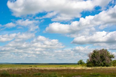 Yazın, yeşil buğday tarlası ve bulutlu bir gökyüzü. Yüksek kalite fotoğraf