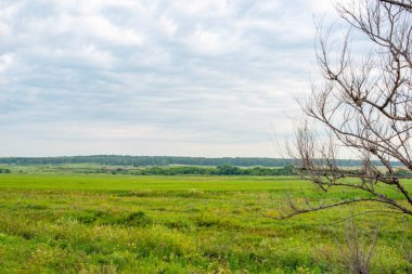 Yazın ve gökyüzünde buğday ve mısır ekilmiş tarlalar. Yüksek kalite fotoğraf