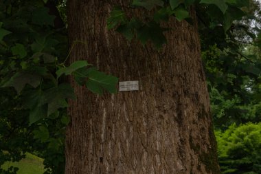 Shekvetili Dendroloji Parkı 'nda büyük bir ağaç gövdesi. Yüksek kalite fotoğraf